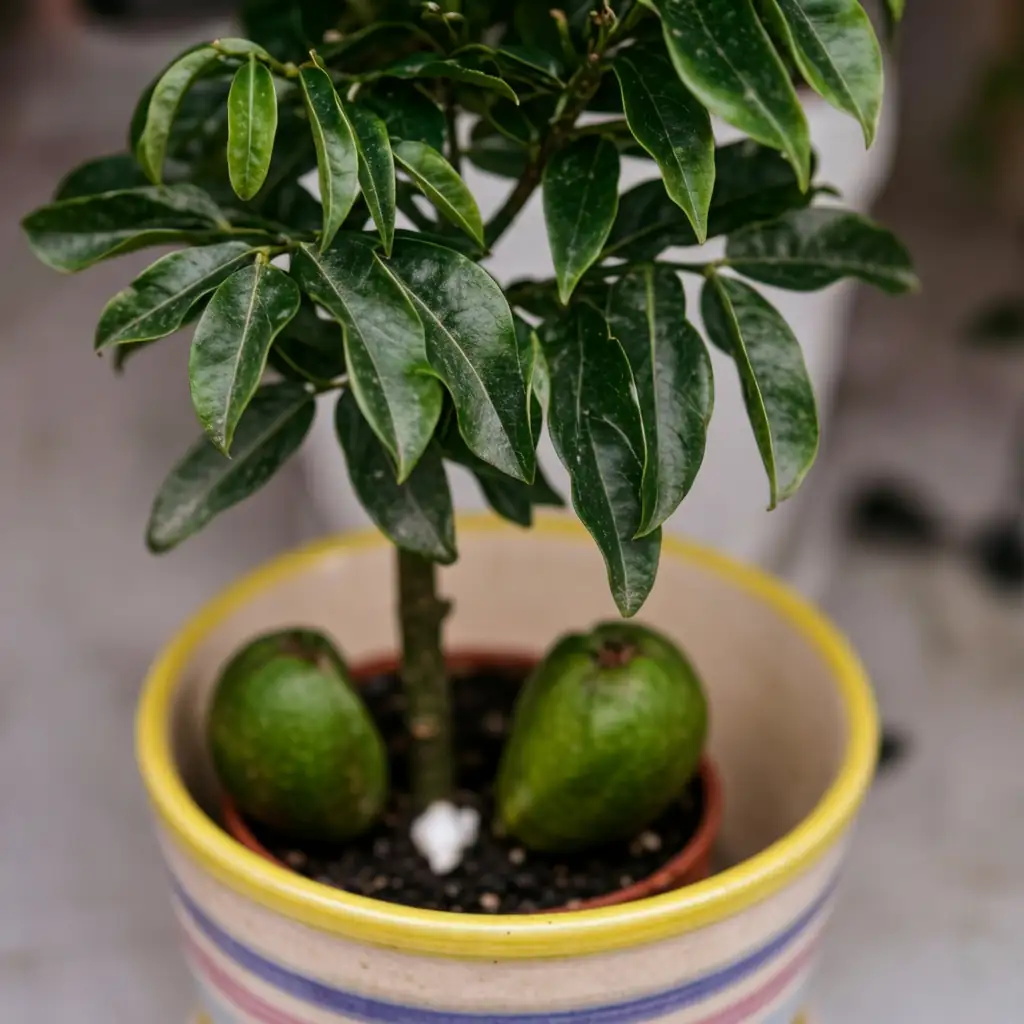 澳洲栗 (Castanospermum australe) — 细节
