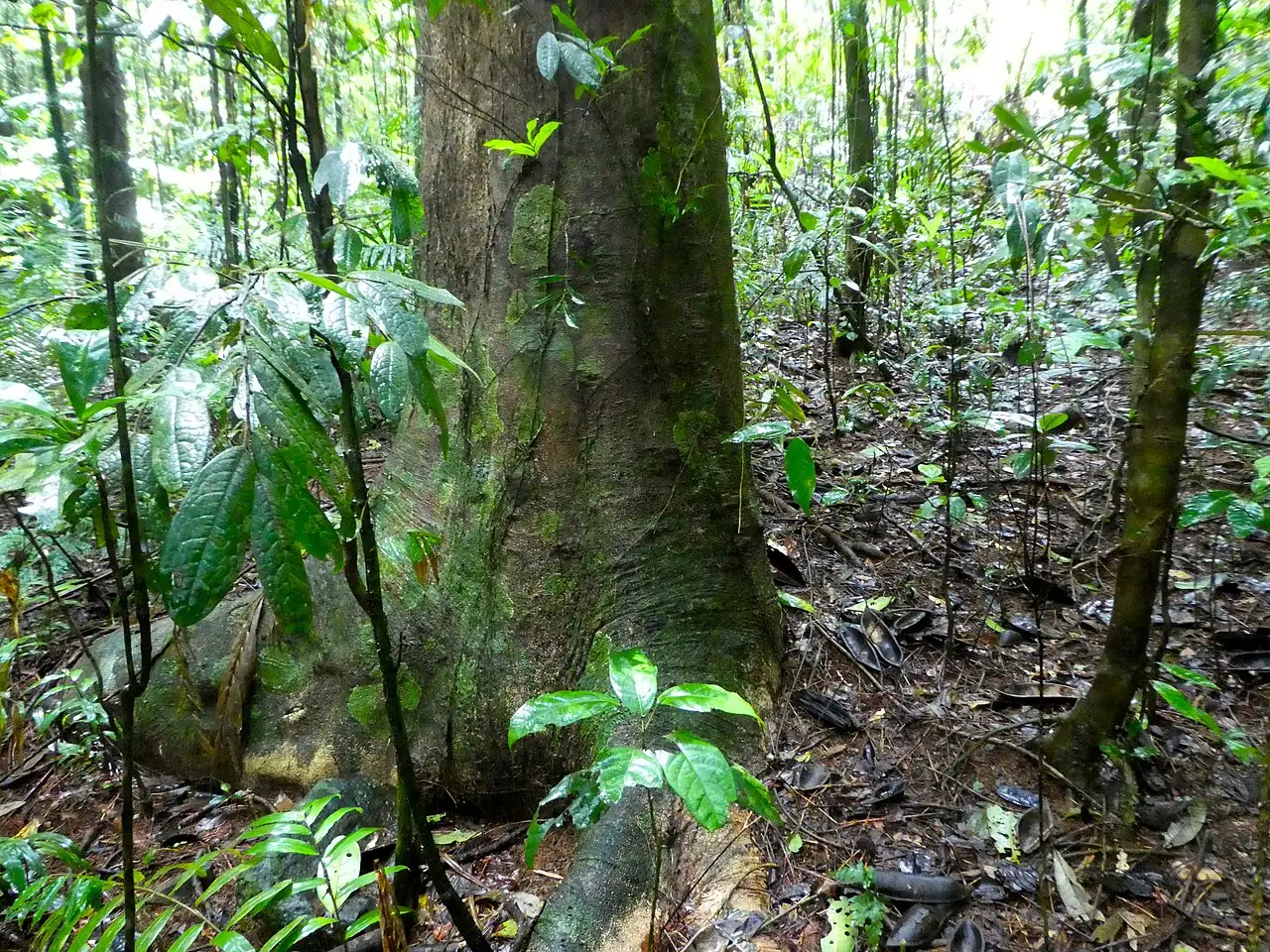 澳洲栗 (Castanospermum australe) — 环境展示