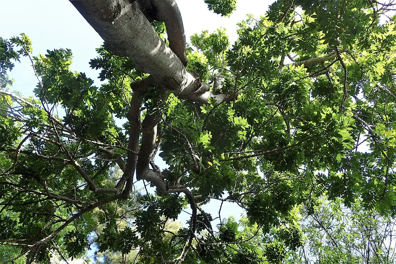 澳洲栗 (Castanospermum australe) — 更多视角