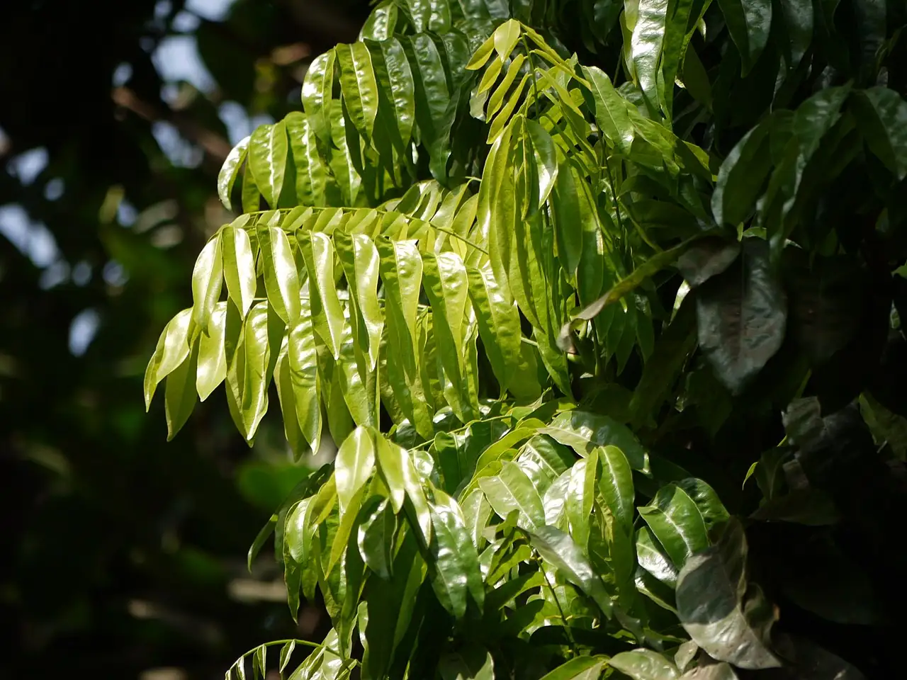 澳洲栗 (Castanospermum australe) — 更多视角