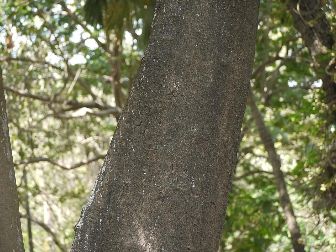 澳洲栗 (Castanospermum australe) — 更多视角