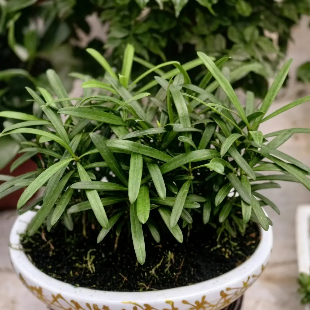 罗汉松 (Podocarpus macrophyllus) — 主图
