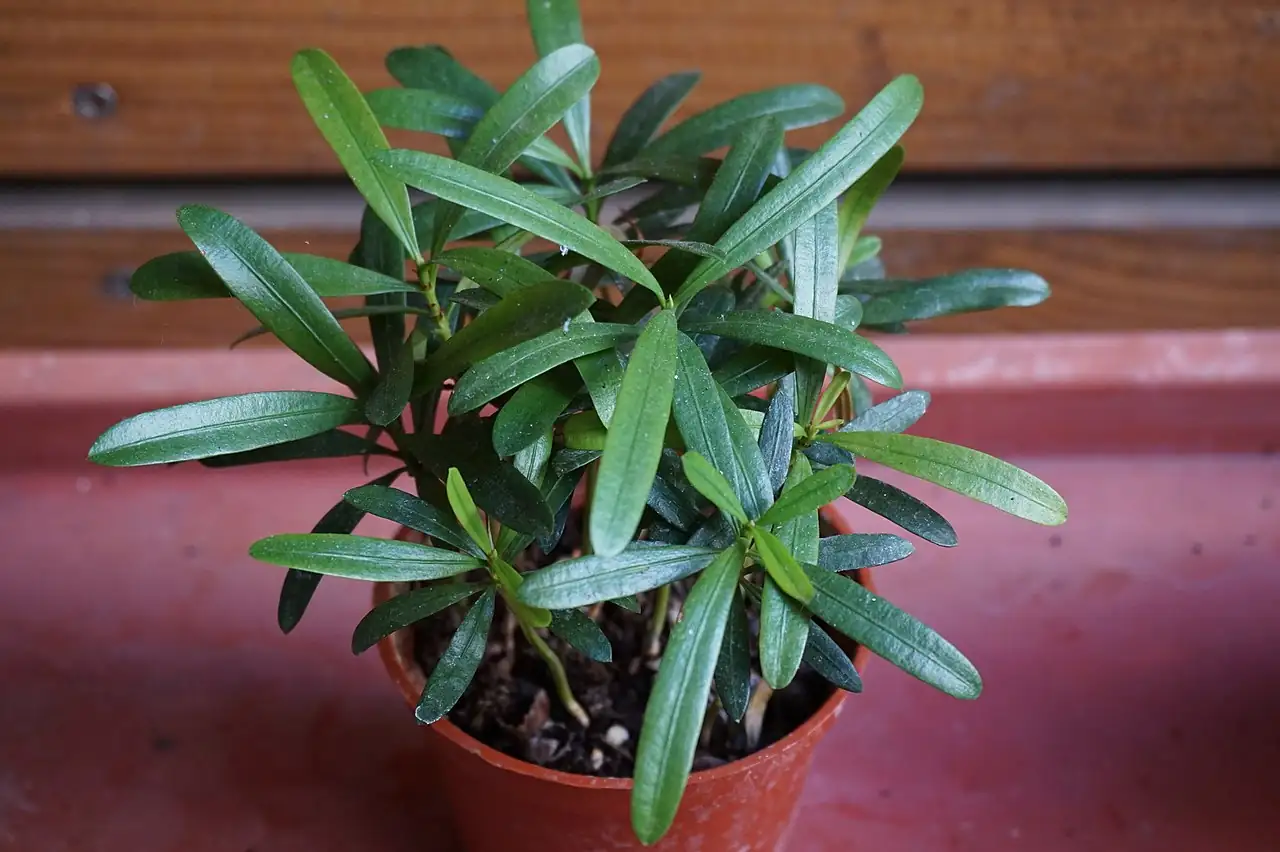 罗汉松 (Podocarpus macrophyllus) — 环境展示