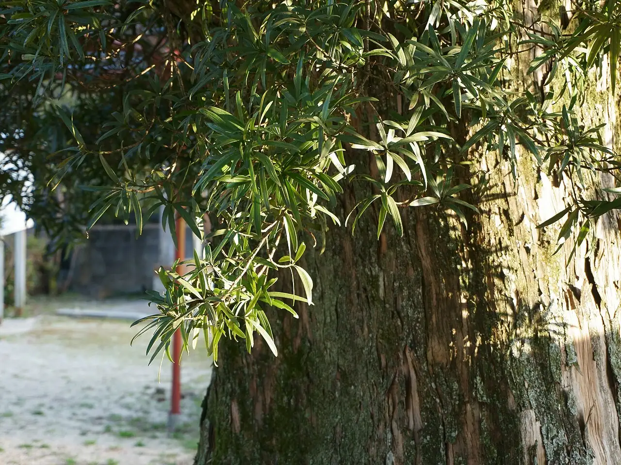 罗汉松 (Podocarpus macrophyllus) — 更多视角