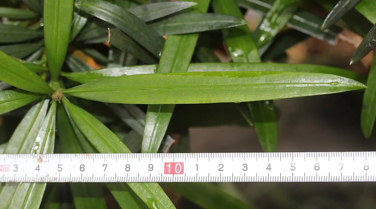 罗汉松 (Podocarpus macrophyllus) — 更多视角
