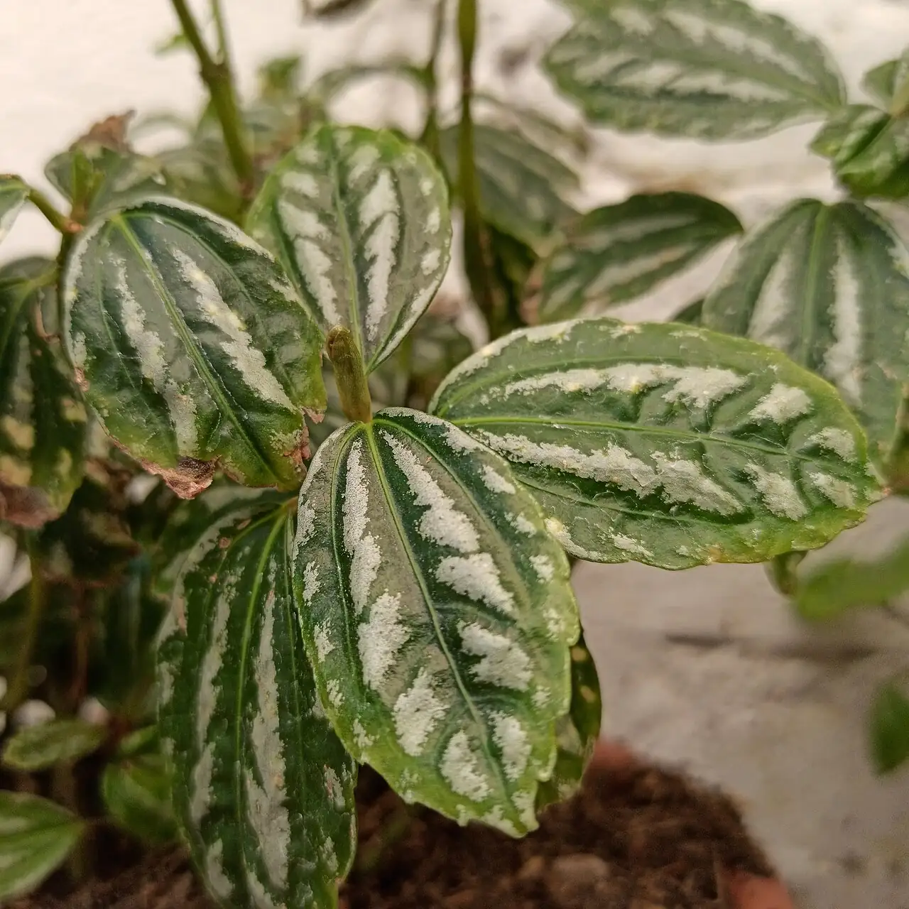 花叶冷水花 (Pilea cadierei) — 更多视角