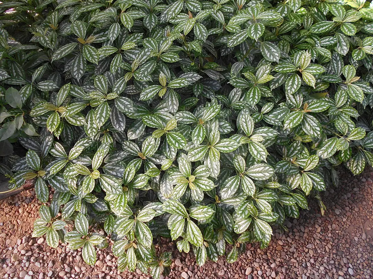 花叶冷水花 (Pilea cadierei) — 更多视角