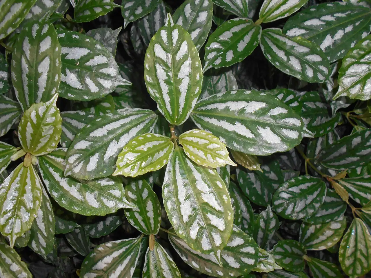 花叶冷水花 (Pilea cadierei) — 更多视角