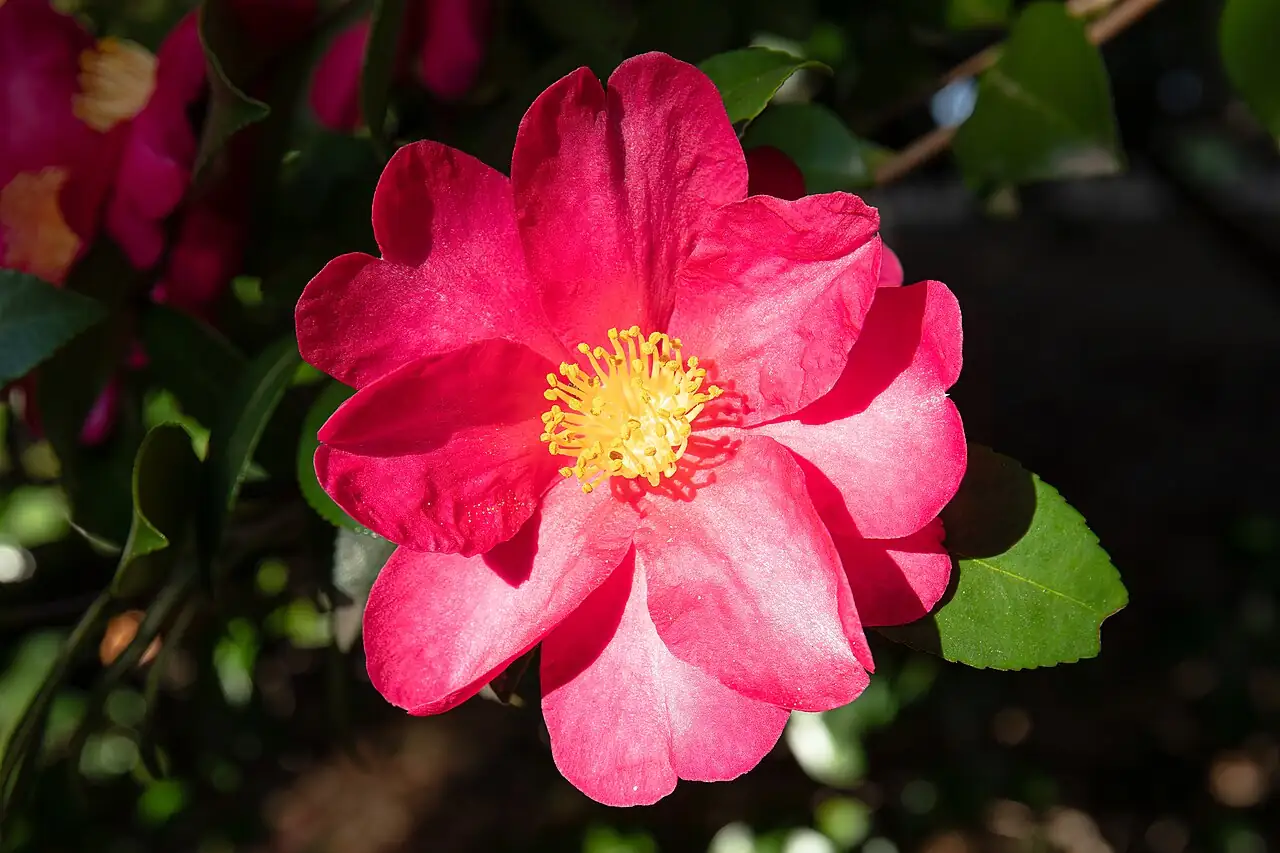 茶梅 (Camellia sasanqua) — 特写