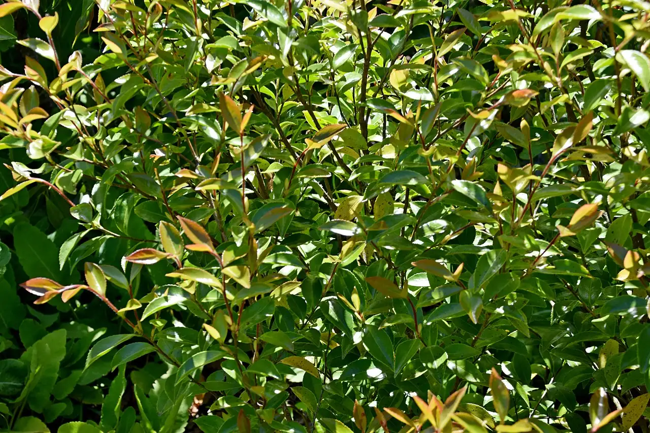 茶梅 (Camellia sasanqua) — 更多视角