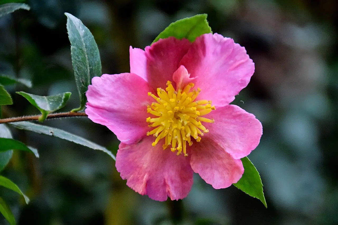 茶梅 (Camellia sasanqua) — 细节
