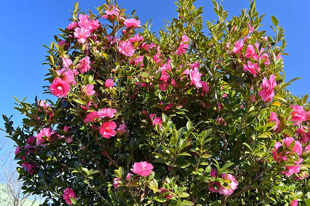 茶梅 (Camellia sasanqua) — 环境展示
