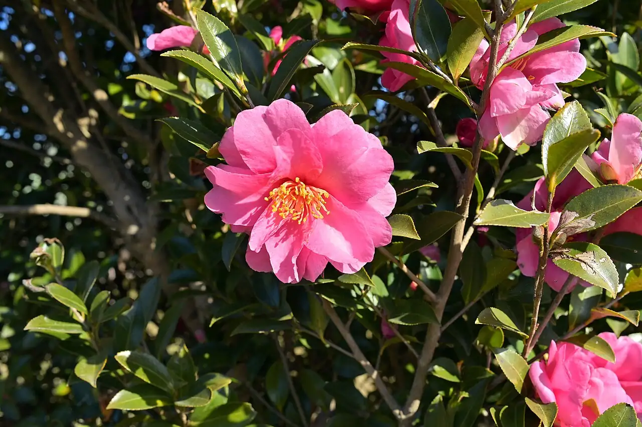 茶梅 (Camellia sasanqua) — 更多视角