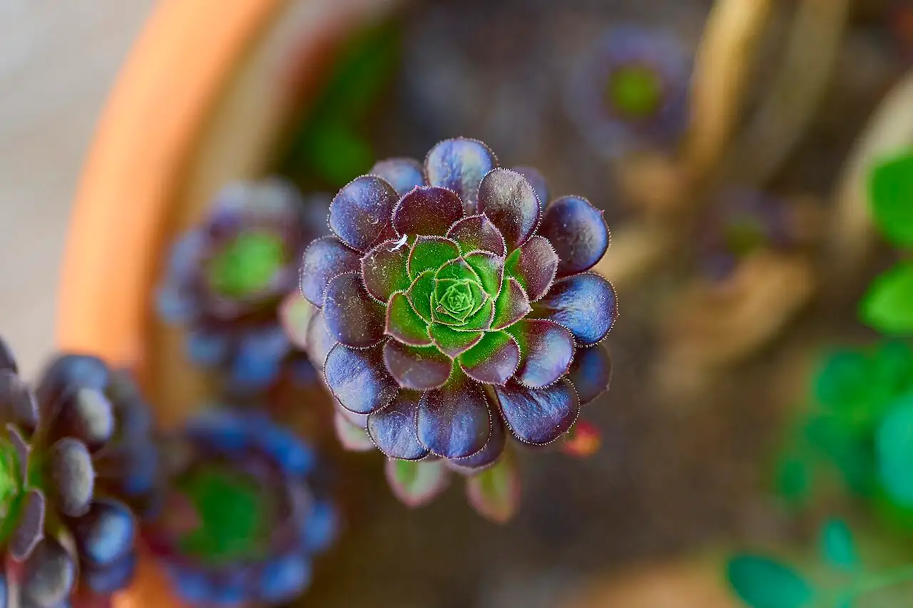 黑法师 (Aeonium arboreum 'Zwartkop') — 环境展示