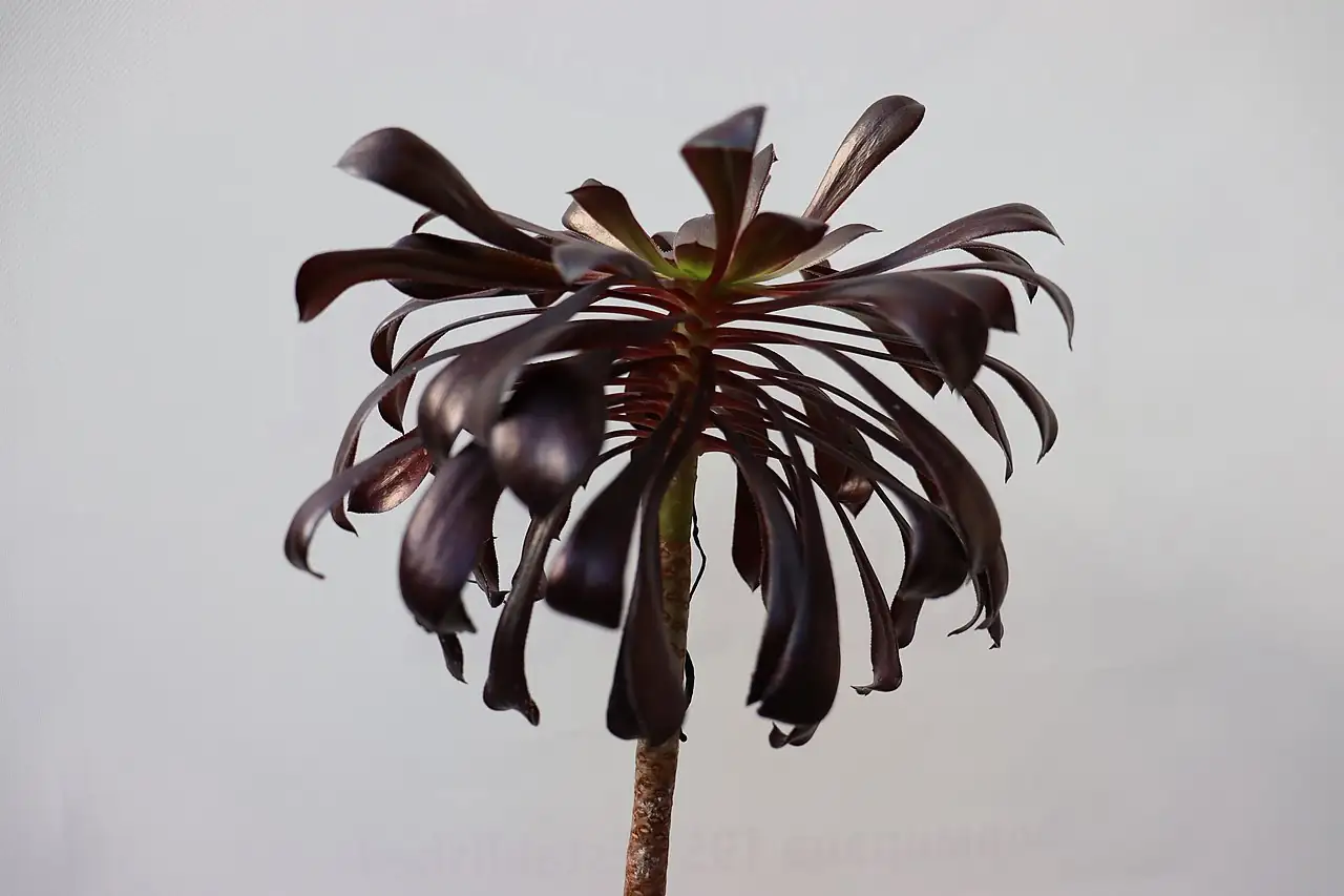 黑法师 (Aeonium arboreum 'Zwartkop') — 更多视角
