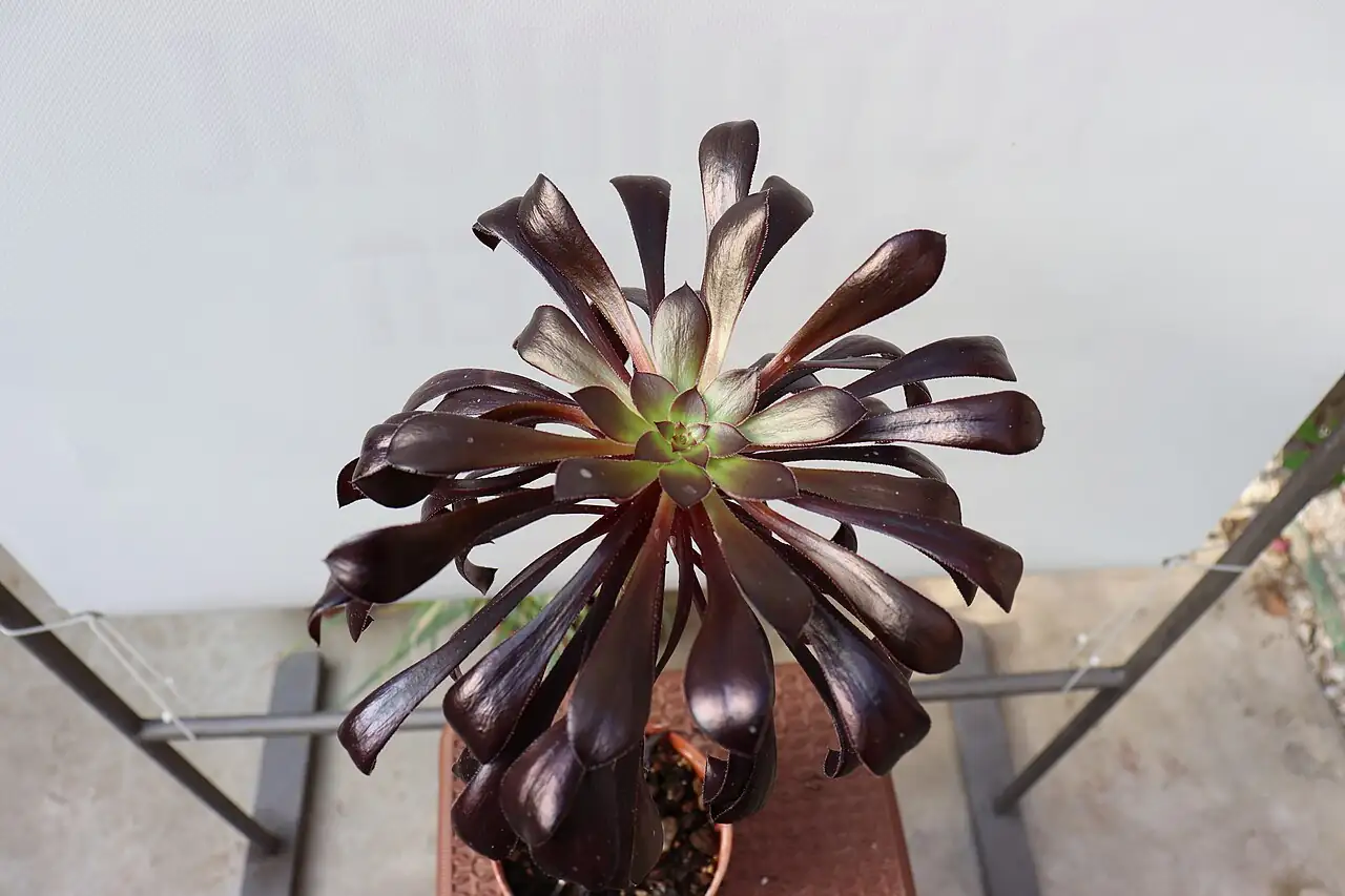黑法师 (Aeonium arboreum 'Zwartkop') — 更多视角