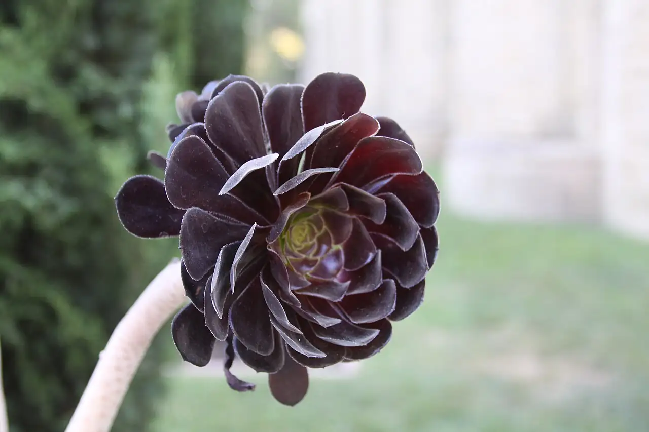 黑法师 (Aeonium arboreum 'Zwartkop') — 更多视角