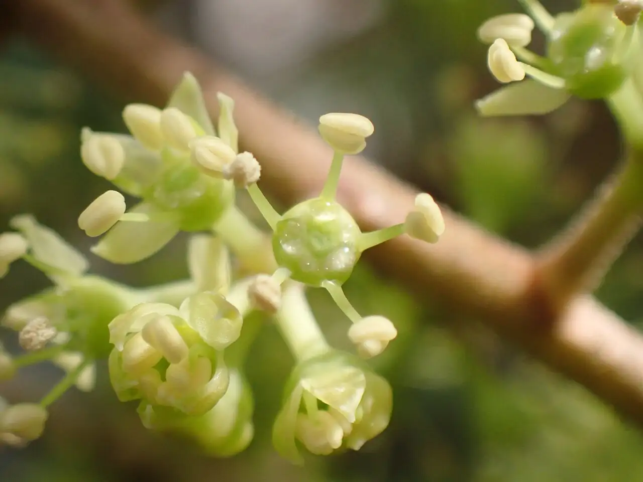 鹅掌藤 (Heptapleurum arboricola) — 环境展示