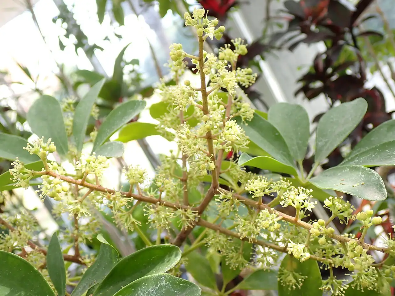 鹅掌藤 (Heptapleurum arboricola) — 更多视角