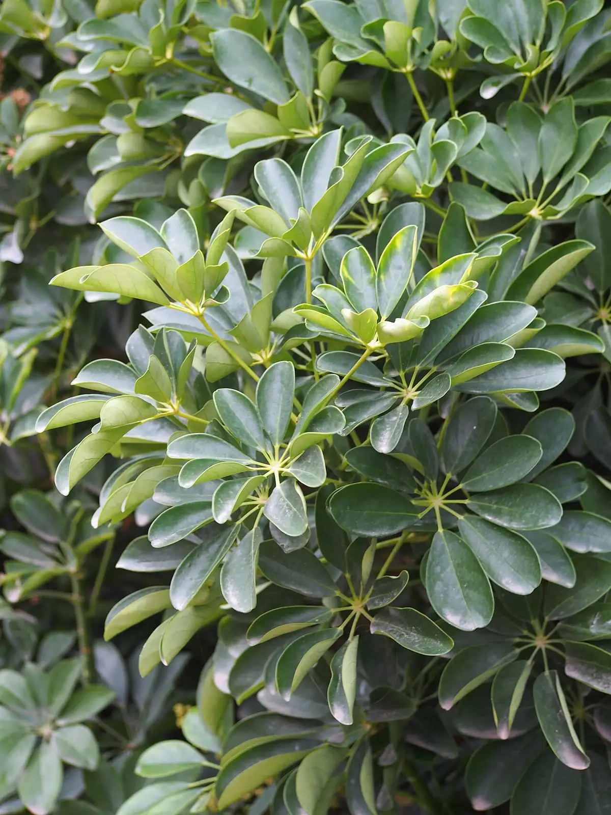 鹅掌藤 (Heptapleurum arboricola) — 更多视角