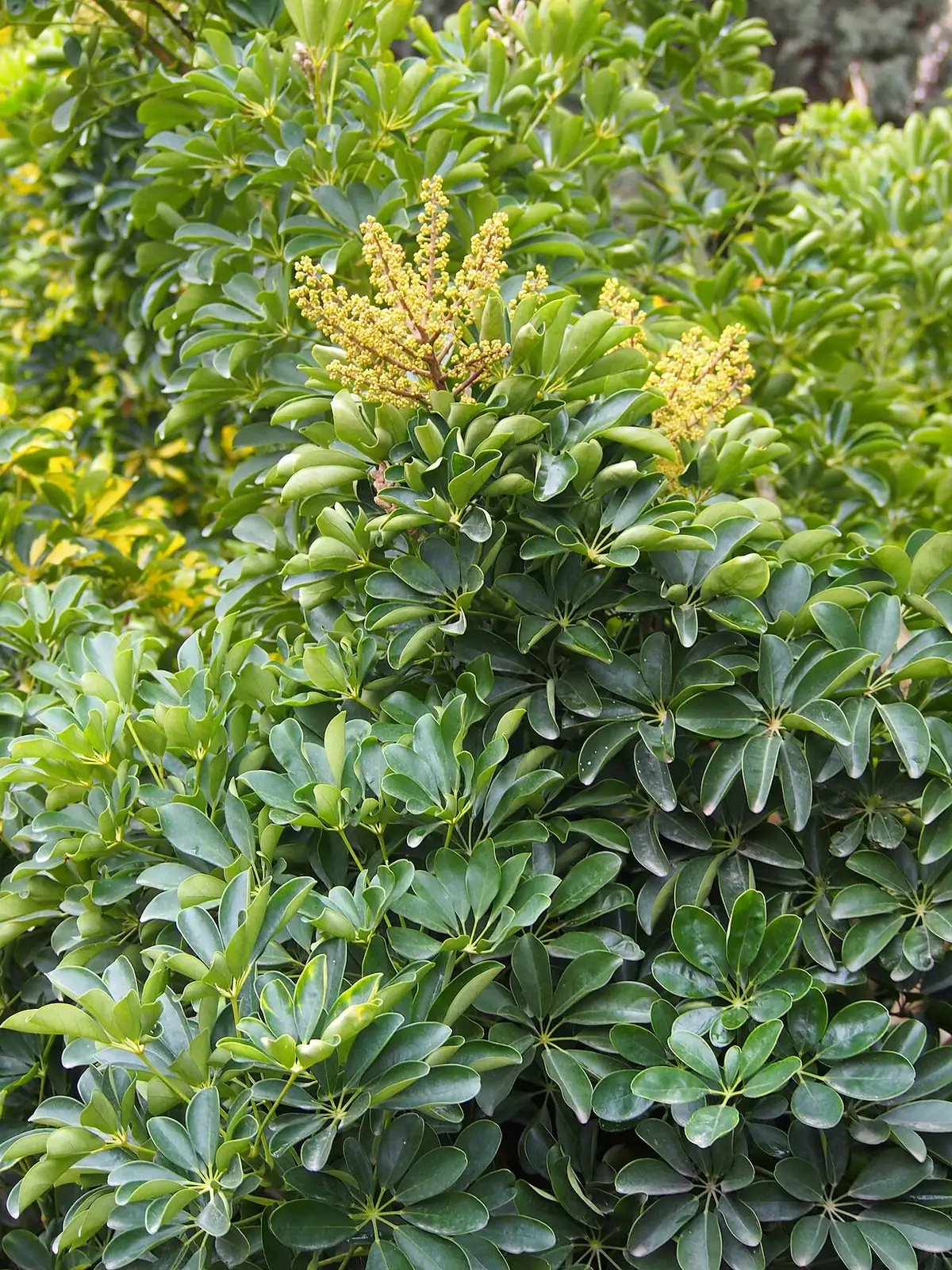 鹅掌藤 (Heptapleurum arboricola) — 更多视角