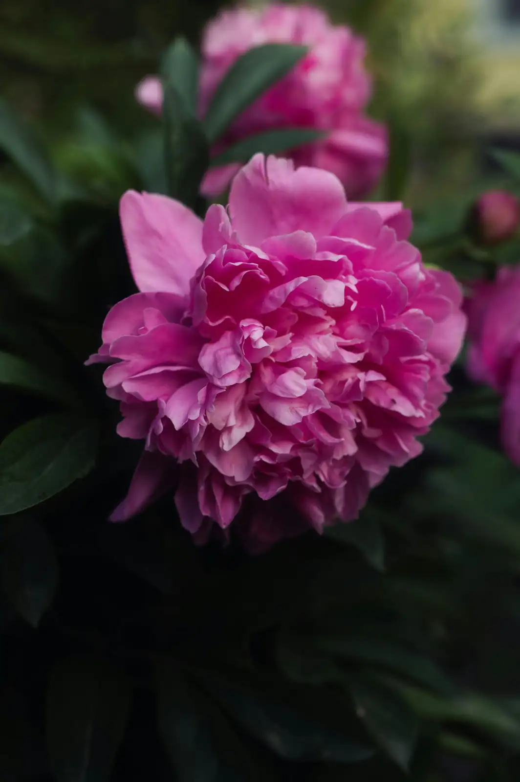 芍药 (Paeonia lactiflora) — 更多视角