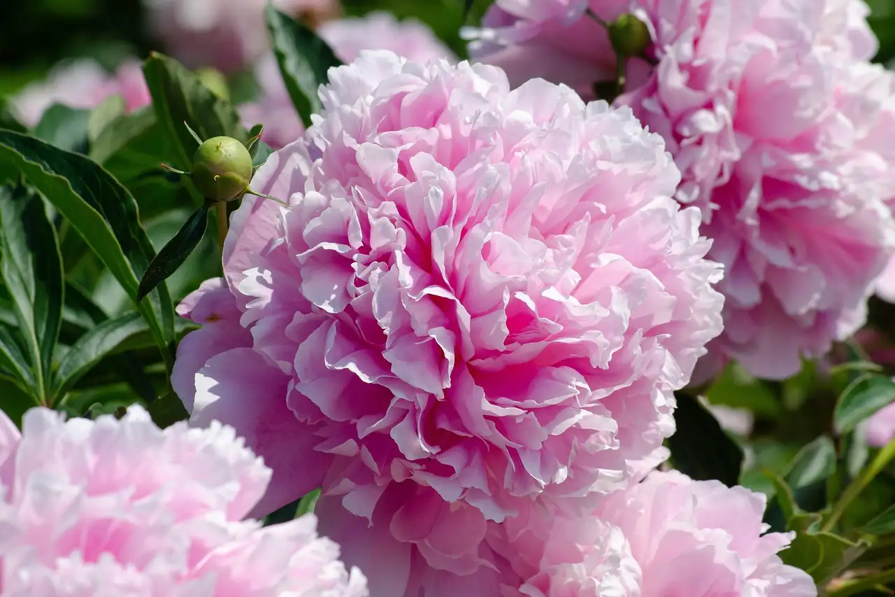 芍药 (Paeonia lactiflora) — 更多视角