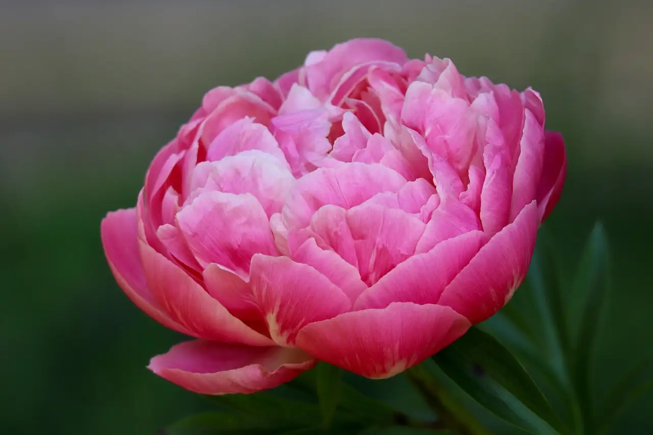 芍药 (Paeonia lactiflora) — 主图