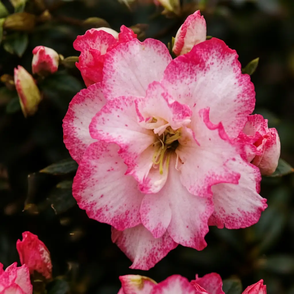 比利时杜鹃 (Rhododendron Simsii Group (Belgian/European florist azalea hybrids; often sold under Rhododendron indica in horticulture)) — 细节