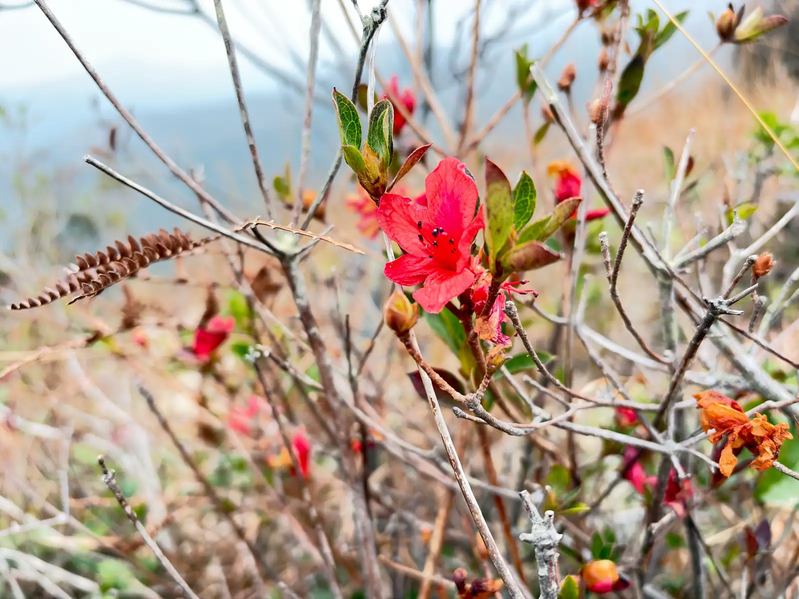 比利时杜鹃 (Rhododendron Simsii Group (Belgian/European florist azalea hybrids; often sold under Rhododendron indica in horticulture)) — 更多视角