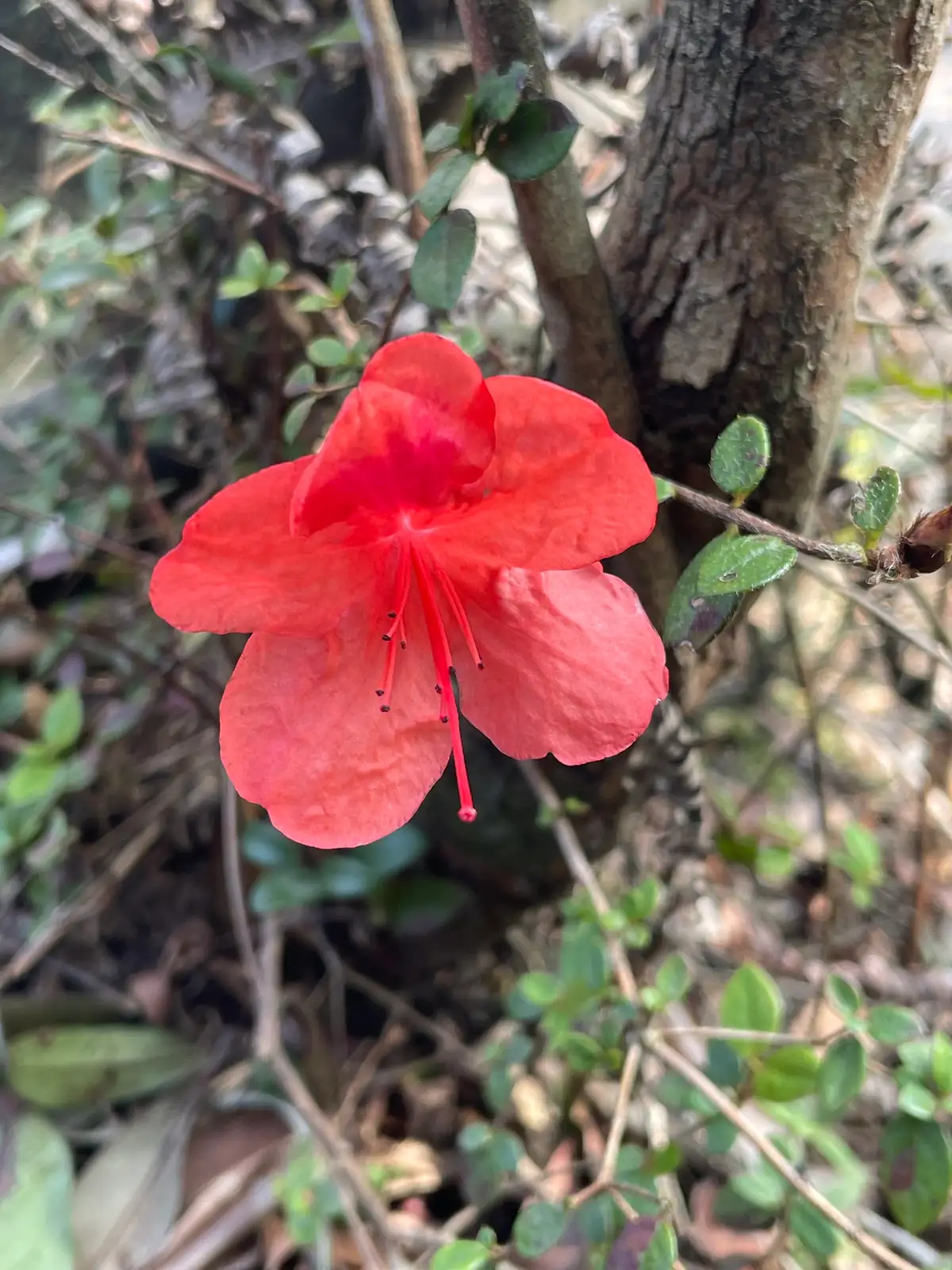 比利时杜鹃 (Rhododendron Simsii Group (Belgian/European florist azalea hybrids; often sold under Rhododendron indica in horticulture)) — 更多视角