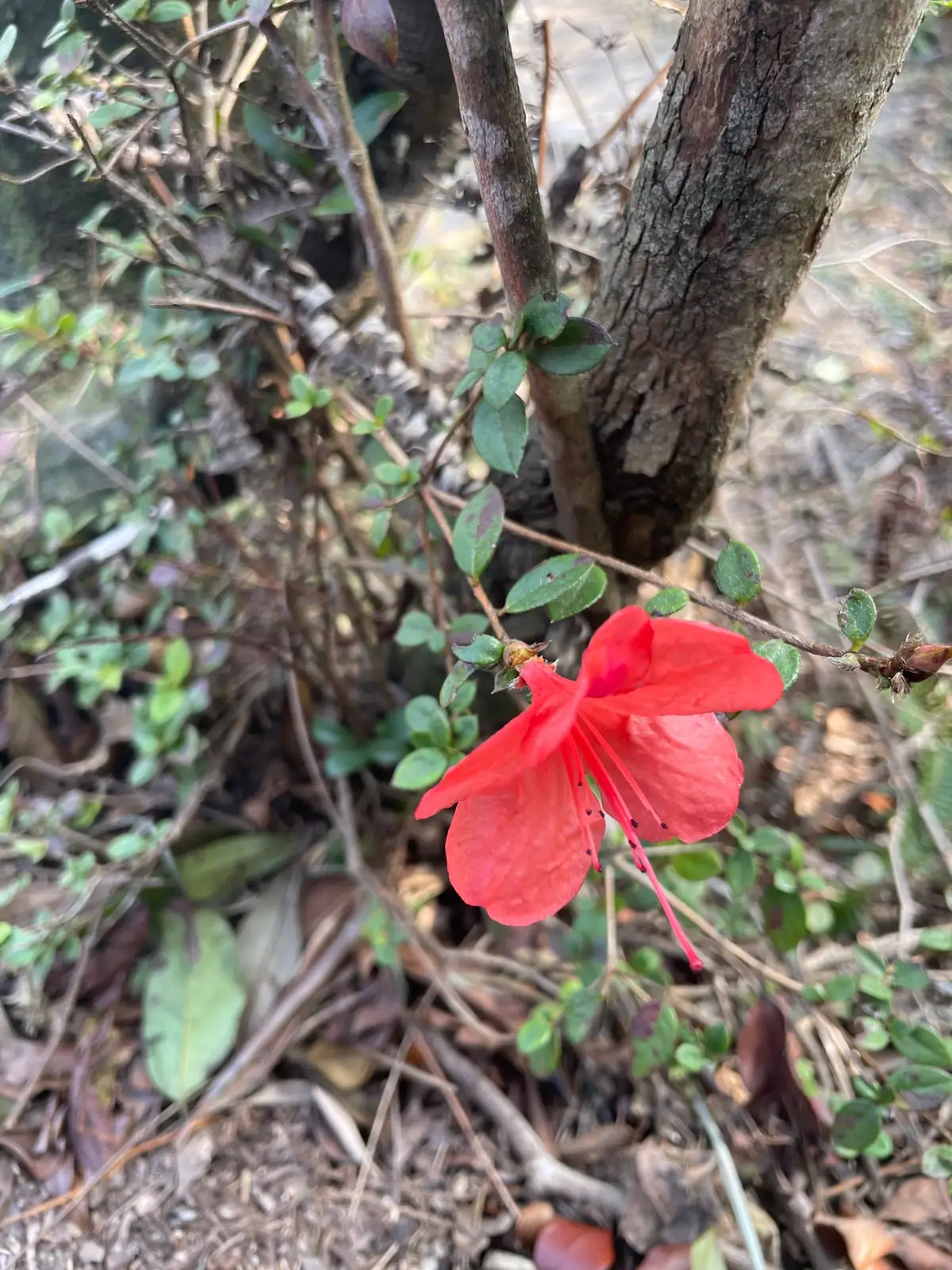 比利时杜鹃 (Rhododendron Simsii Group (Belgian/European florist azalea hybrids; often sold under Rhododendron indica in horticulture)) — 更多视角