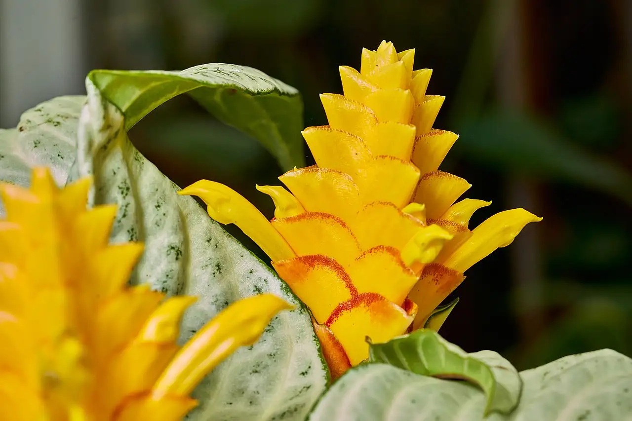 银脉单药花 (Aphelandra squarrosa) — 特写