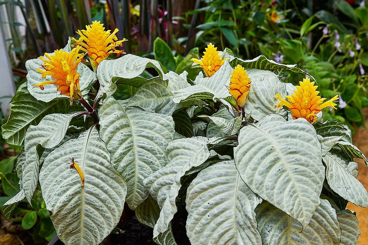 银脉单药花 (Aphelandra squarrosa) — 更多视角