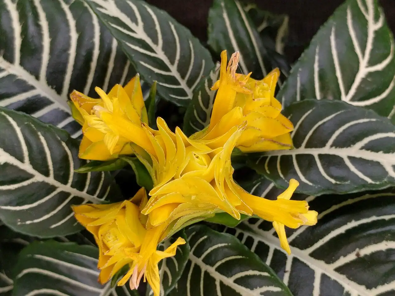 银脉单药花 (Aphelandra squarrosa) — 环境展示