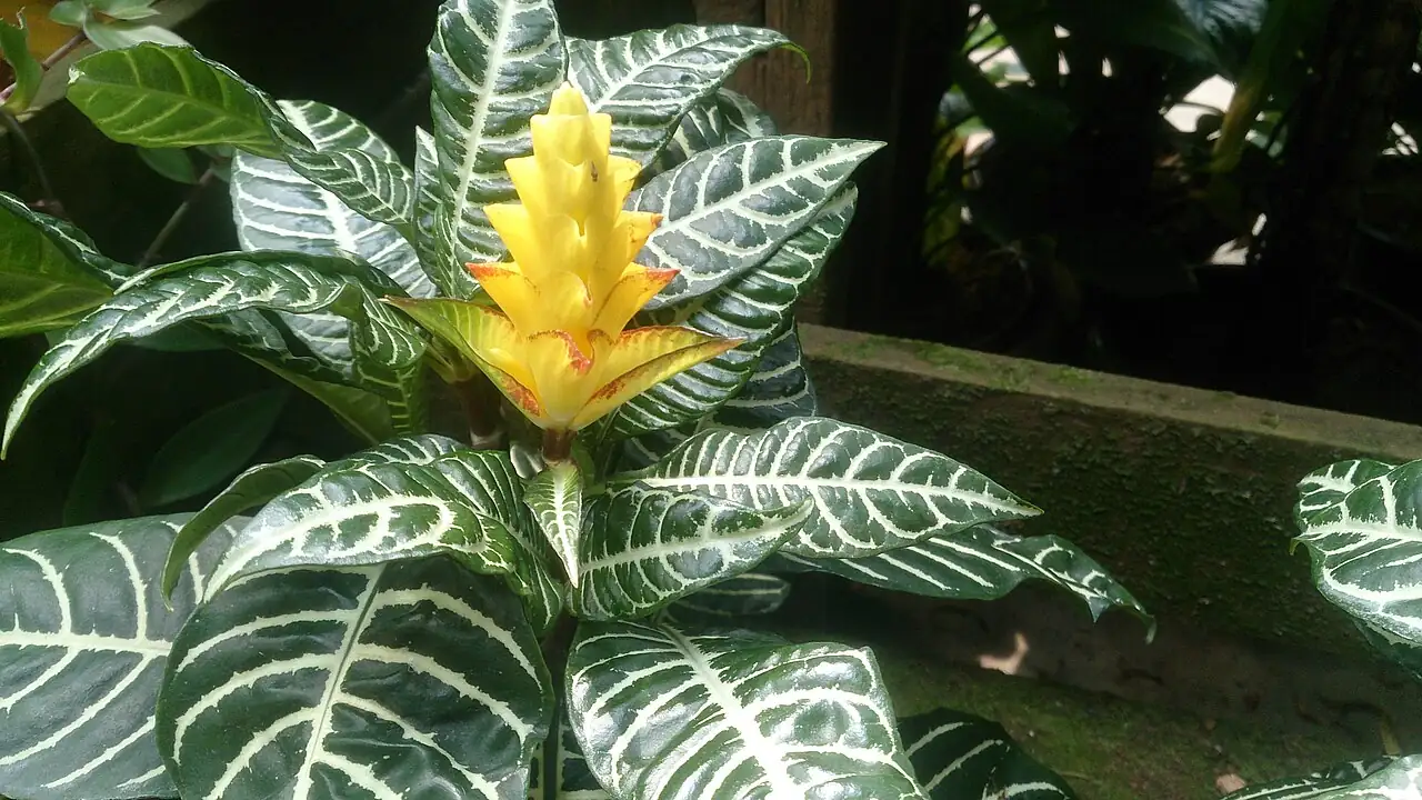 银脉单药花 (Aphelandra squarrosa) — 更多视角