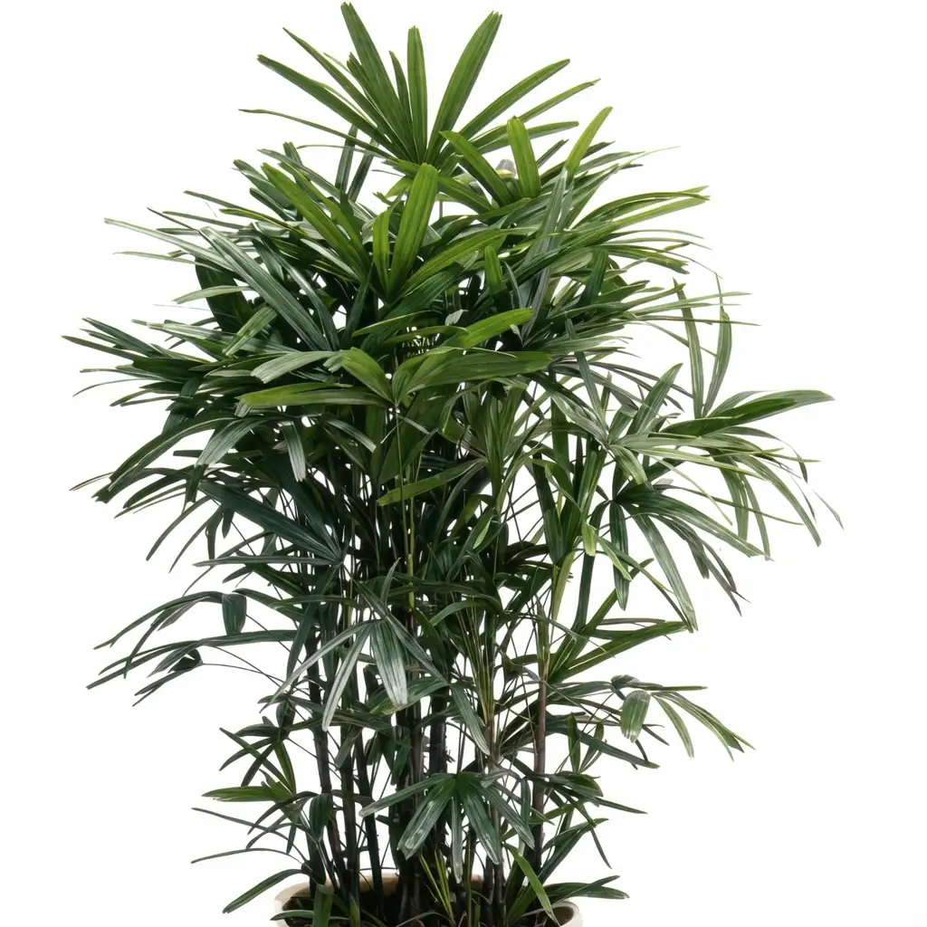 Lady Palm (Rhapis excelsa) — a wuri