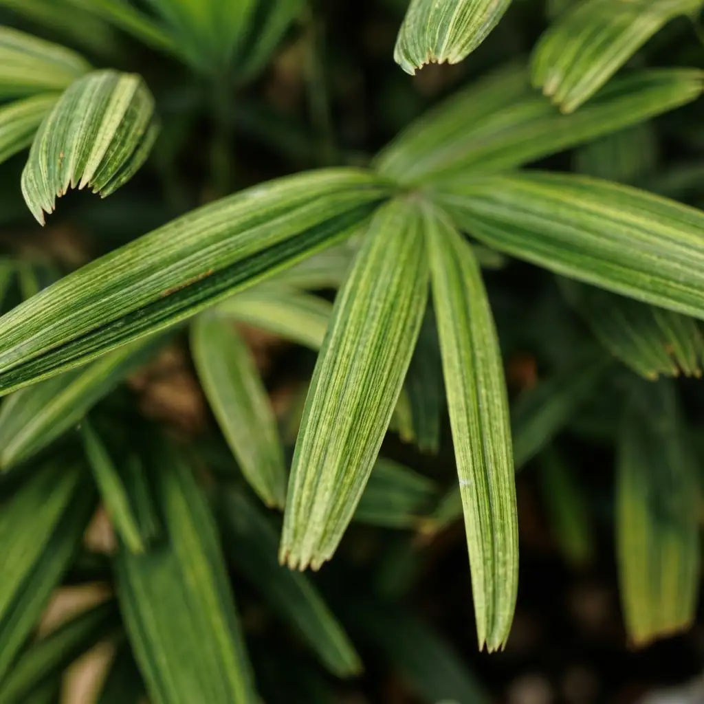 Lady Palm (Rhapis excelsa) — kallon kusa