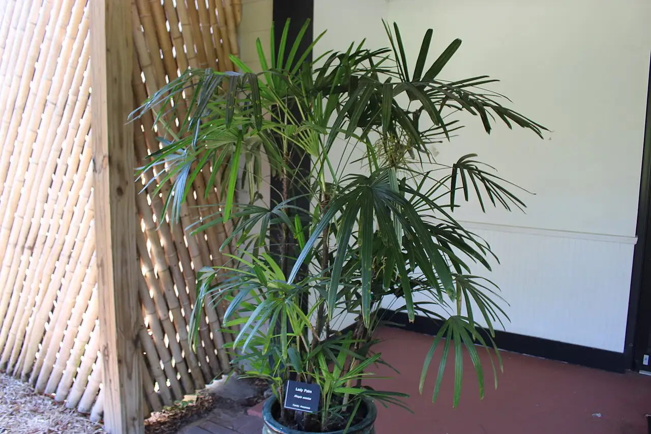 Lady Palm (Rhapis excelsa) — ƙarin kallo