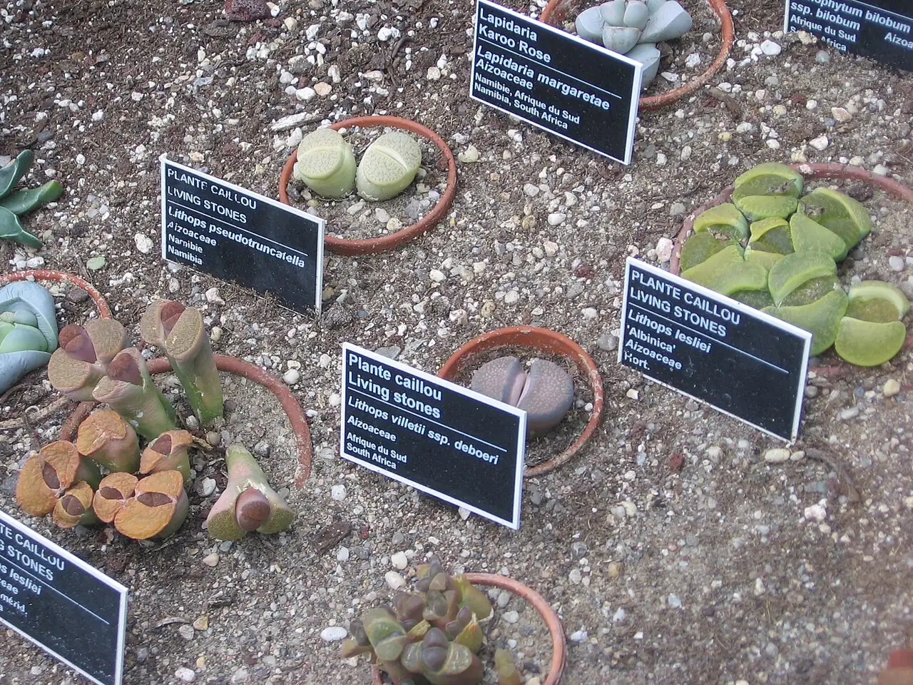 生石花 (Lithops spp.) — 更多视角