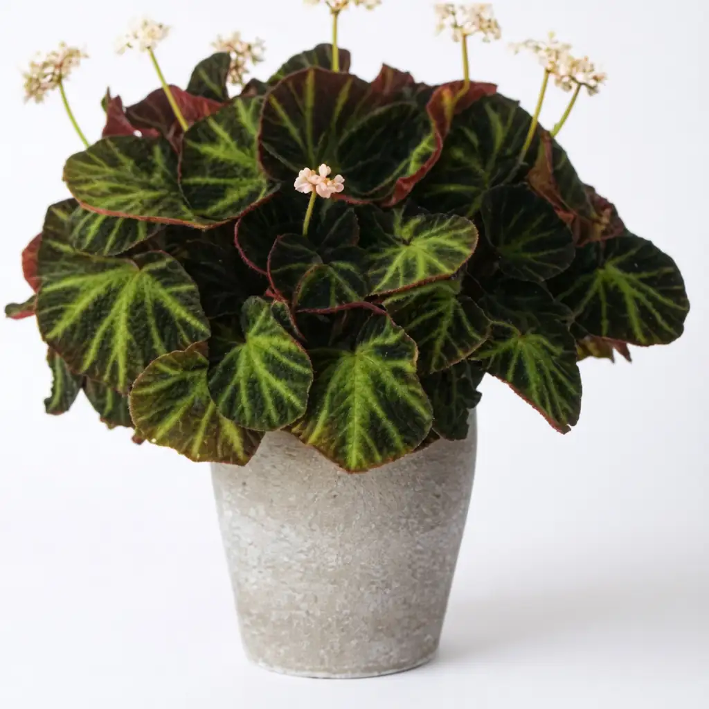 巴西变色秋海棠 (Begonia masoniana) — 细节