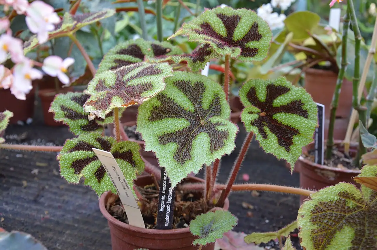 巴西变色秋海棠 (Begonia masoniana) — 主图
