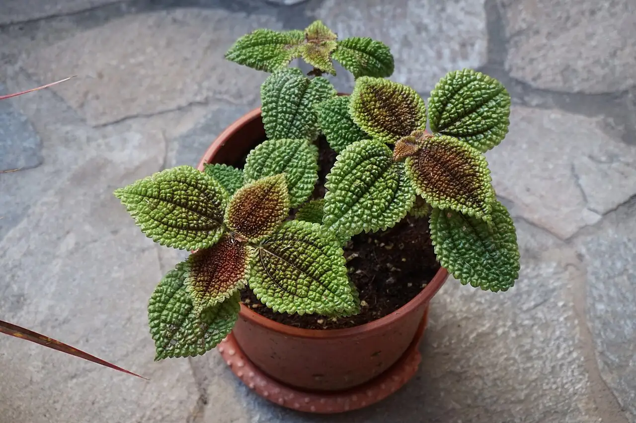 巴西变色秋海棠 (Begonia masoniana) — 特写