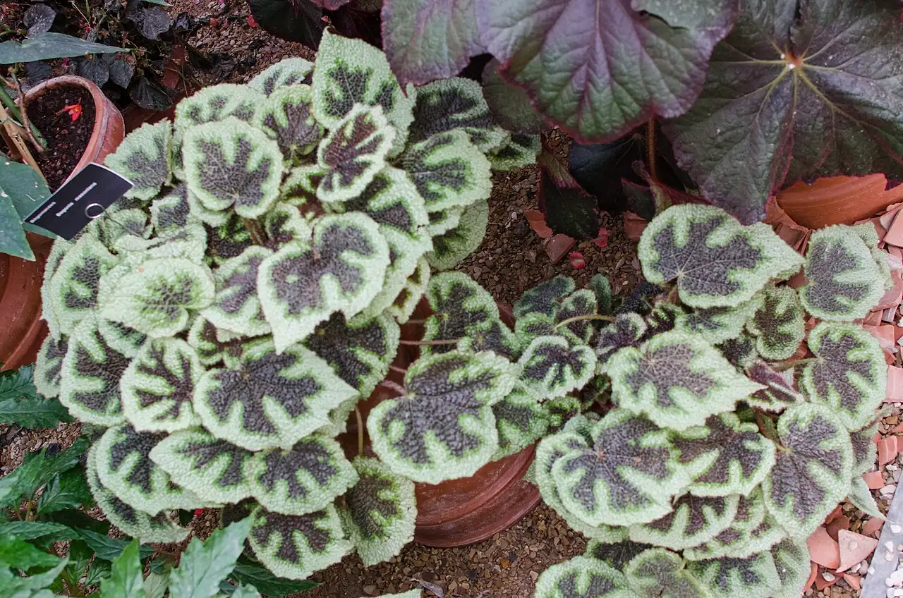 巴西变色秋海棠 (Begonia masoniana) — 环境展示