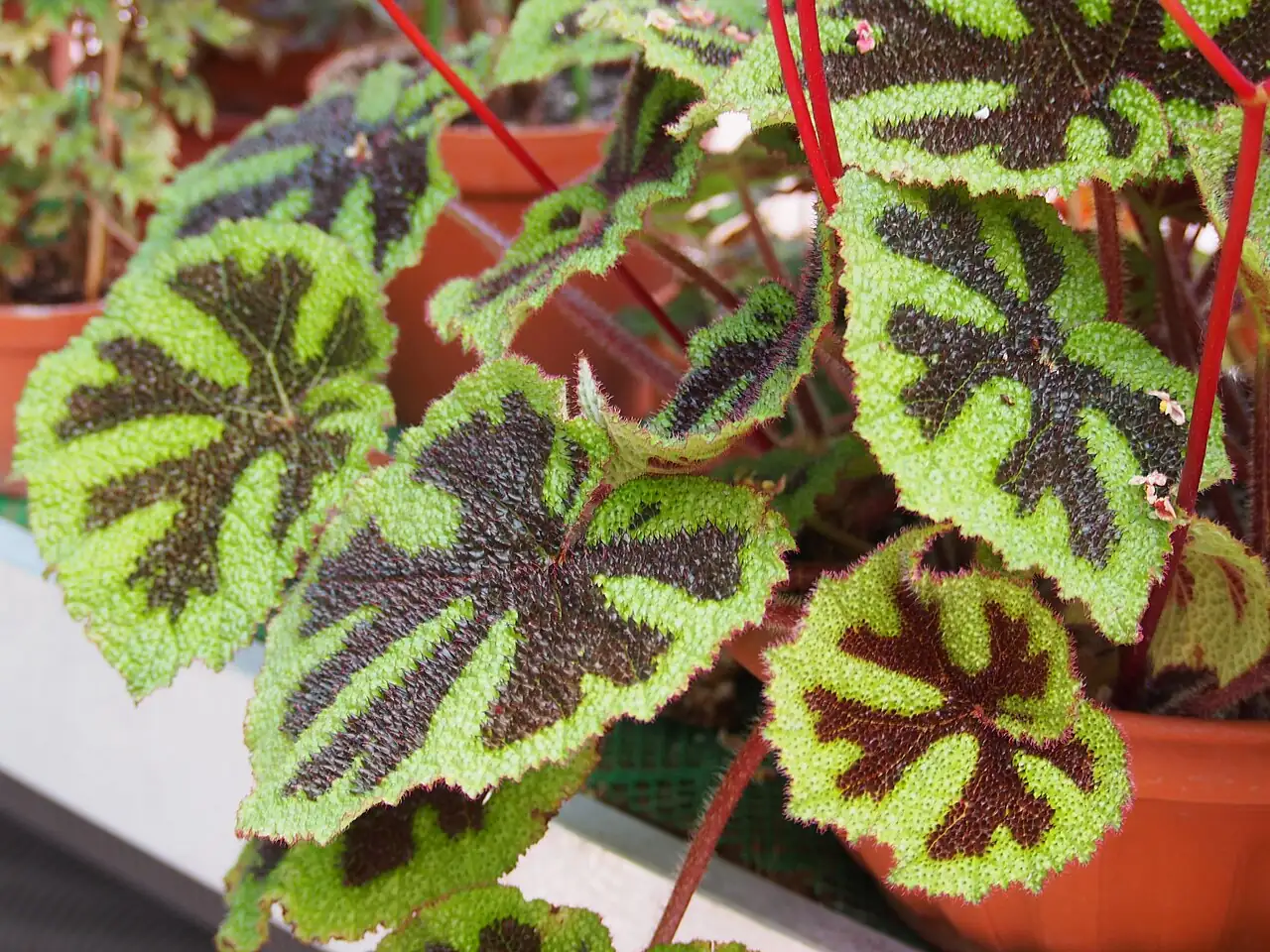 巴西变色秋海棠 (Begonia masoniana) — 更多视角