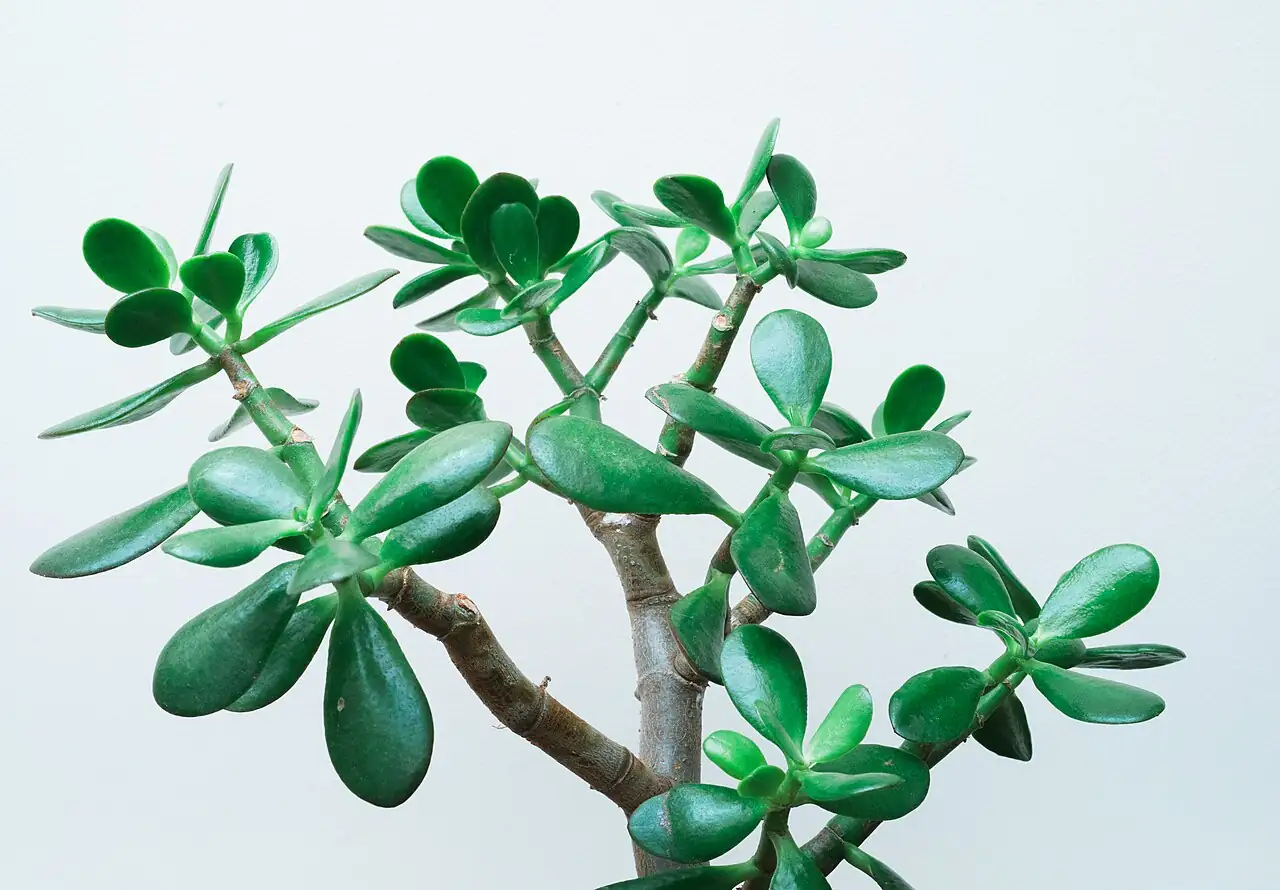 燕子掌 (Crassula ovata) — 细节