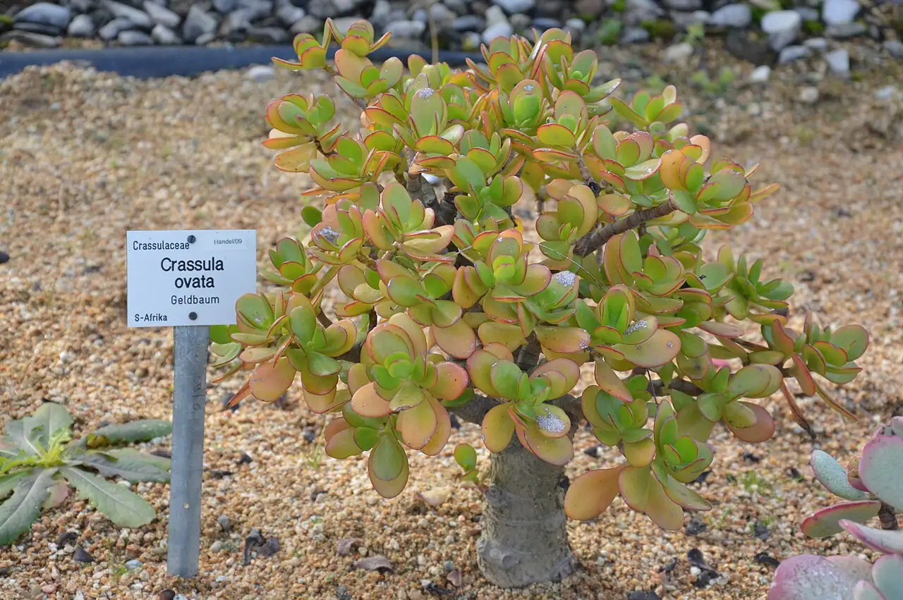 燕子掌 (Crassula ovata) — 更多视角