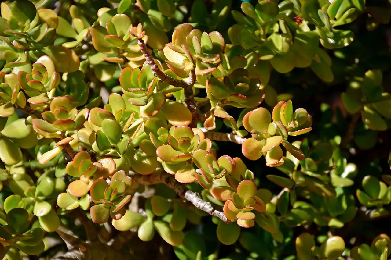 燕子掌 (Crassula ovata) — 主图