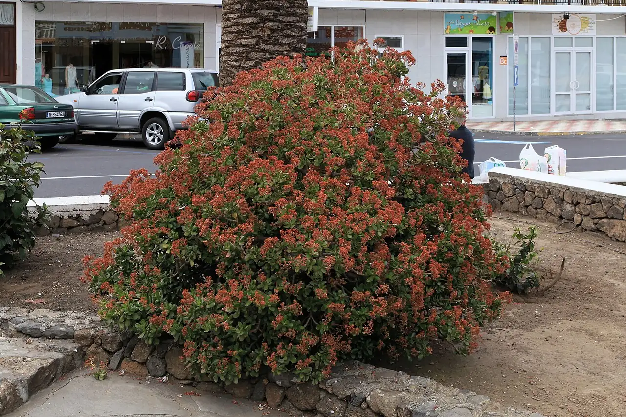 燕子掌 (Crassula ovata) — 更多视角