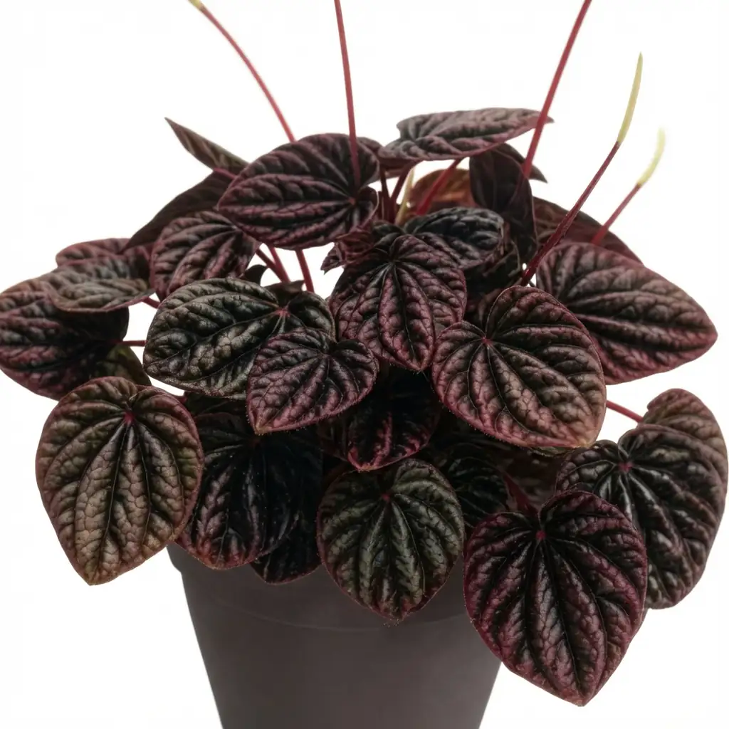 皱叶椒草 (Peperomia caperata) — 细节